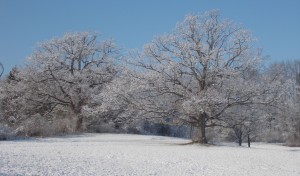 husband and wife trees winter